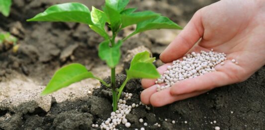 Preparo do solo para plantar e colher | Adubo orgânico no solo para fertilizá-lo