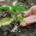 Preparo do solo para plantar e colher | Adubo orgânico no solo para fertilizá-lo