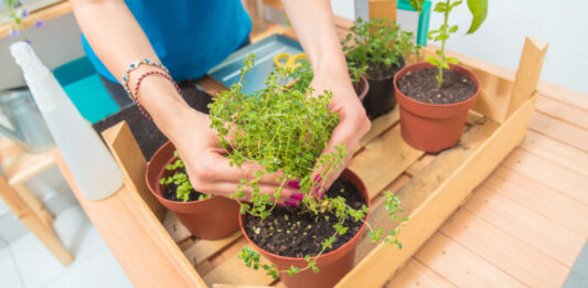 Horta em vasos | Opções práticas e funcionais para cultivar seus alimentos